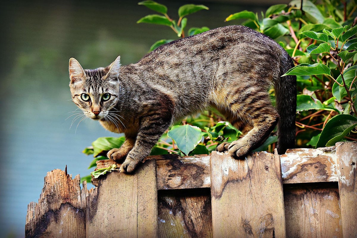 Prontosan® veterinaarias